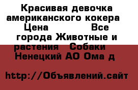 Красивая девочка американского кокера › Цена ­ 35 000 - Все города Животные и растения » Собаки   . Ненецкий АО,Ома д.